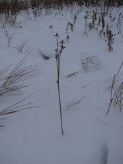 Magnoliopsida