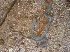 Philodryas nattereri