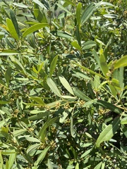 Rhoicissus revoilii