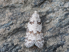 Eana canescana
