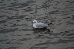 Chroicocephalus ridibundus