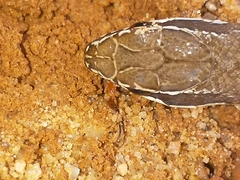 Philodryas nattereri