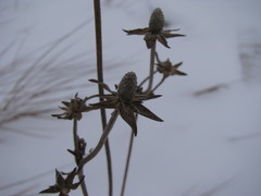 Magnoliopsida