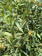 Rhoicissus revoilii