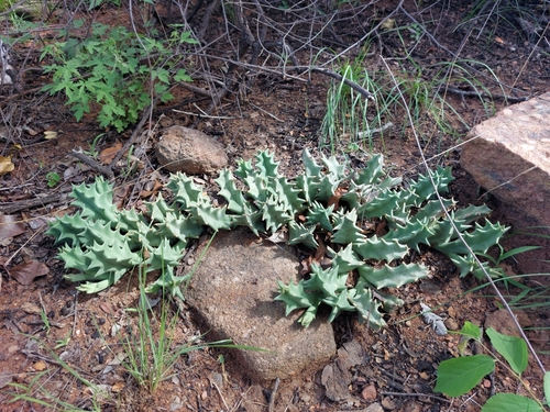 Ceropegia melanantha