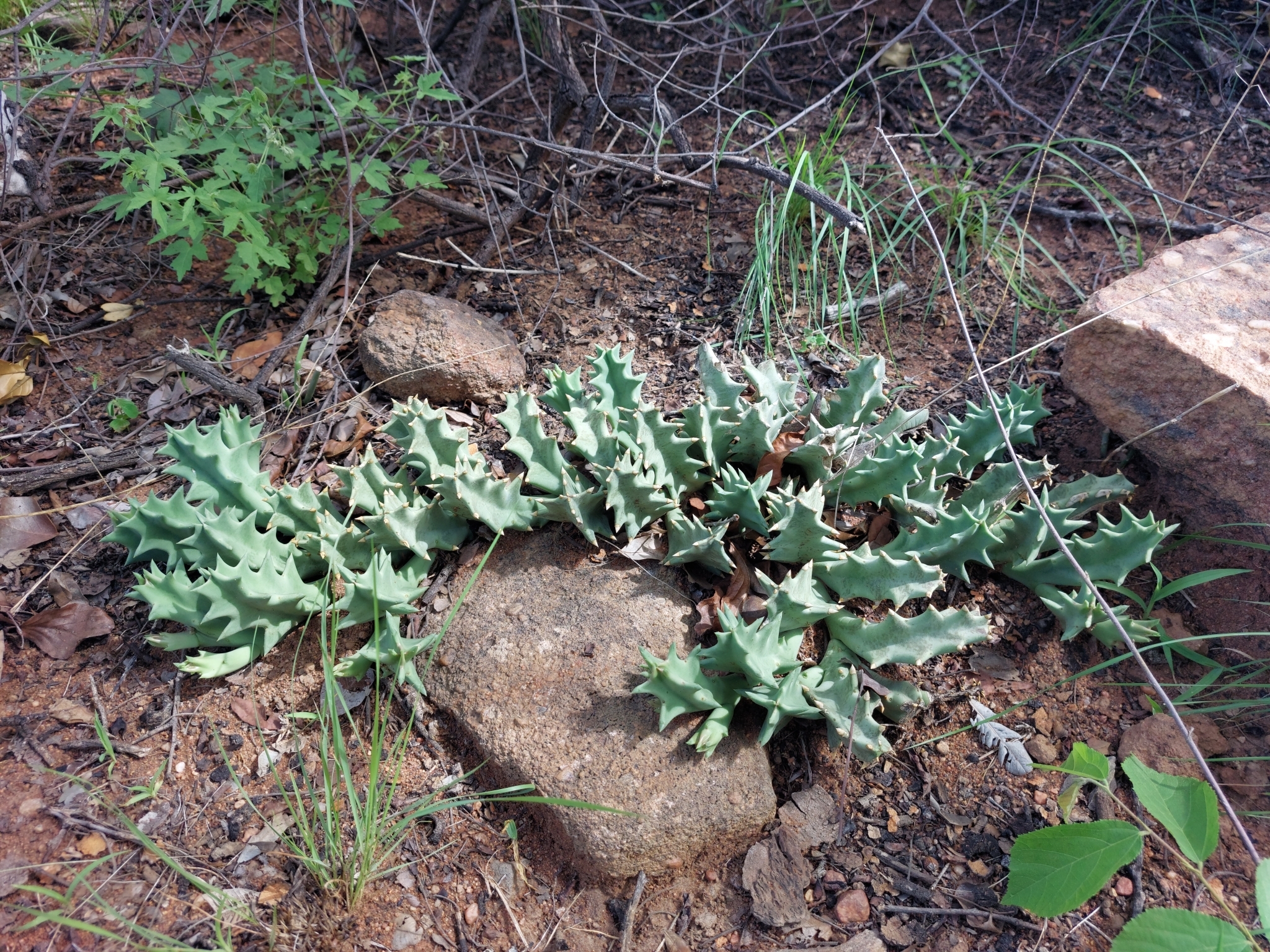 Ceropegia melanantha