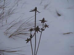 Magnoliopsida