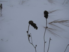 Sanguisorba officinalis