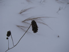 Sanguisorba officinalis