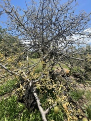 Commiphora edulis edulis