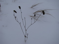 Sanguisorba officinalis