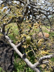 Commiphora edulis edulis
