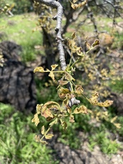Commiphora edulis edulis
