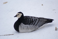 Branta leucopsis