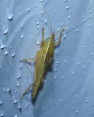 Pyrgocorypha rogersi