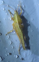 Pyrgocorypha rogersi