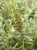 Dutch Helleborine - Photo (c) TOV Muusse, some rights reserved (CC BY-NC), uploaded by TOV Muusse