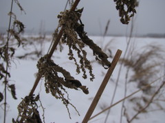 Urtica dioica