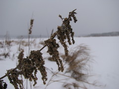 Urtica dioica