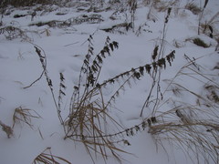 Urtica dioica
