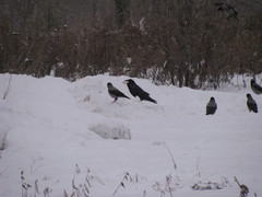 Corvus corax