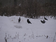 Corvus corax