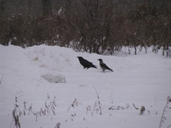 Corvus corax