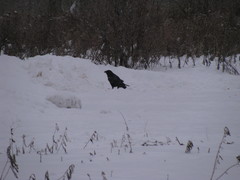 Corvus corax