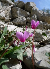 Cyclamen repandum