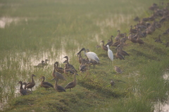 Dendrocygna javanica