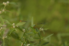 Ischnura senegalensis
