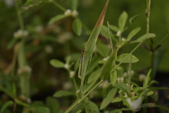 Ischnura senegalensis