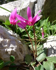Cyclamen repandum