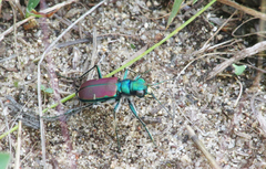 Cicindela splendida