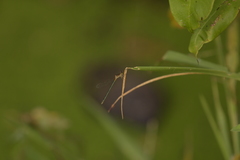 Ischnura senegalensis