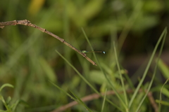 Ischnura senegalensis