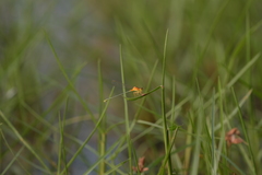 Ischnura senegalensis