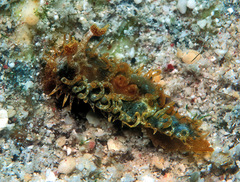 Madrella ferruginosa