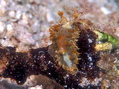 Madrella ferruginosa