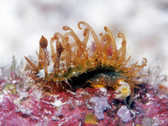 Madrella ferruginosa