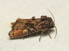 Euplexia