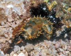 Madrella ferruginosa