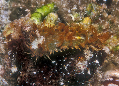 Madrella ferruginosa