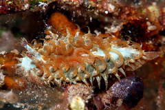 Madrella ferruginosa