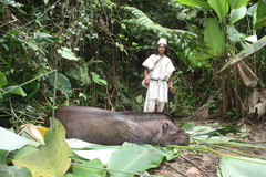 Tapirus terrestris colombianus