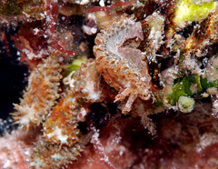 Madrella ferruginosa