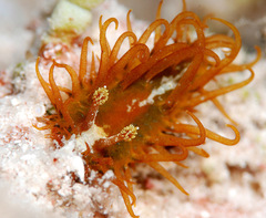 Madrella ferruginosa