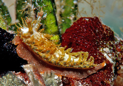 Madrella ferruginosa