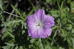 Geranium drakensbergensis