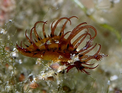 Madrella ferruginosa